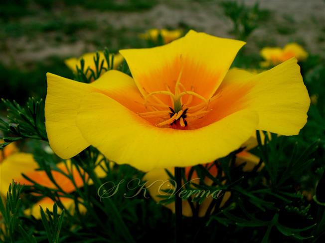  Flower